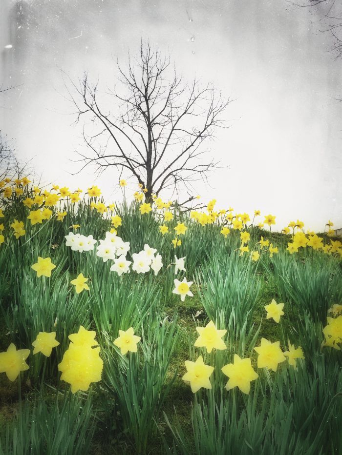 Blumen von Maren